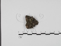 登錄號:F0020773藏品圖，第1張