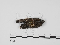 登錄號:F0020777藏品圖，第1張