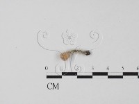 登錄號:F0020780藏品圖，第1張