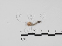 登錄號:F0020780藏品圖，第3張