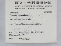 美味羊肚菌藏品圖，第2張