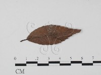 登錄號:F0020782藏品圖，第1張