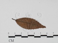 登錄號:F0020782藏品圖，第3張