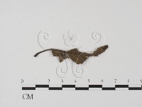登錄號:F0020783藏品圖，第1張
