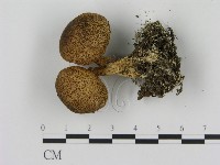 登錄號:F0020784藏品圖，第1張