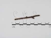 登錄號:F0020787藏品圖，第1張