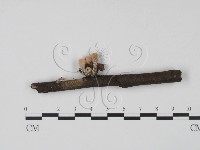 登錄號:F0020788藏品圖，第1張