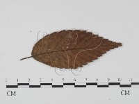 登錄號:F0020789藏品圖，第1張