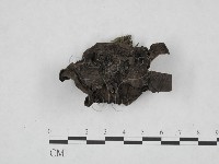 登錄號:F0020790藏品圖，第1張