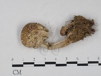 登錄號:F0020791藏品圖，第1張