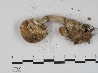登錄號:F0020791藏品圖，第3張