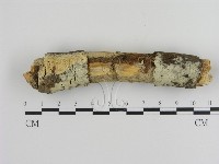 絲齒菌屬藏品圖，第1張