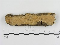絲齒菌屬藏品圖，第1張