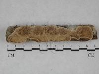 登錄號:F0020797藏品圖，第1張