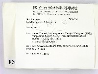 膠孔菌屬藏品圖，第2張