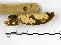 膠孔菌屬藏品圖，第3張