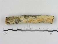 絲齒菌屬藏品圖，第1張