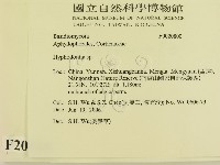 絲齒菌屬藏品圖，第2張