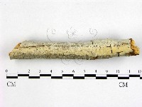 登錄號:F0020801藏品圖，第1張