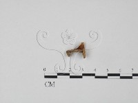 登錄號:F0020802藏品圖，第3張