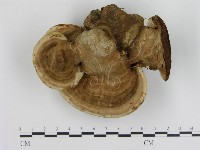 館號:F0020804藏品圖，第1張