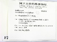 皺木耳藏品圖，第2張
