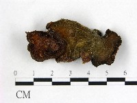皺木耳藏品圖，第3張
