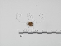登錄號:F0020806藏品圖，第1張