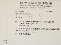 炭角菌屬藏品圖，第2張