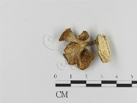 登錄號:F0020808藏品圖，第3張