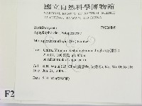 黄柄小孔菌藏品圖，第2張