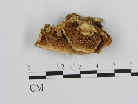 登錄號:F0020810藏品圖，第1張