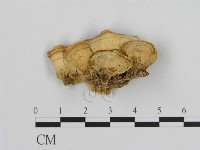 登錄號:F0020810藏品圖，第3張