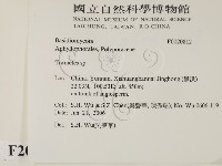 栓菌屬藏品圖，第2張