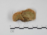 栓菌屬藏品圖，第1張