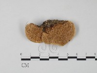 栓菌屬藏品圖，第3張