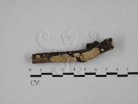 登錄號:F0020815藏品圖，第1張