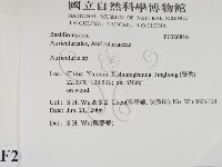 木耳屬藏品圖，第2張
