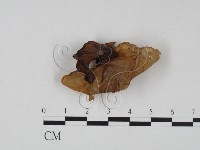 木耳屬藏品圖，第1張