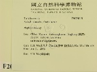 絲齒菌屬藏品圖，第2張