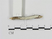 絲齒菌屬藏品圖，第1張