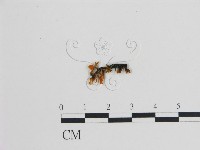 登錄號:F0020819藏品圖，第1張