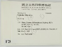炭角菌屬藏品圖，第2張