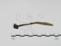 炭角菌屬藏品圖，第3張