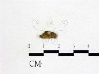 登錄號:F0020823藏品圖，第1張