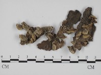 登錄號:F0020826藏品圖，第3張