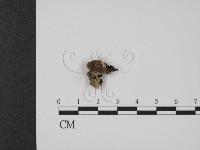登錄號:F0020828藏品圖，第3張