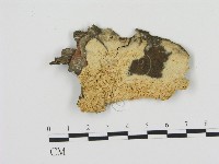 登錄號:F0020833藏品圖，第1張