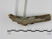 館號:F0020837藏品圖，第3張