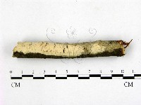 登錄號:F0020839藏品圖，第1張